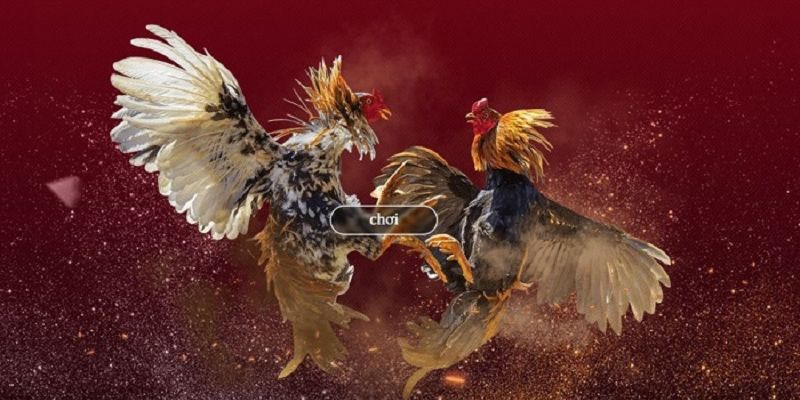 Lưu ý khi chơi đá gà tại Congaden