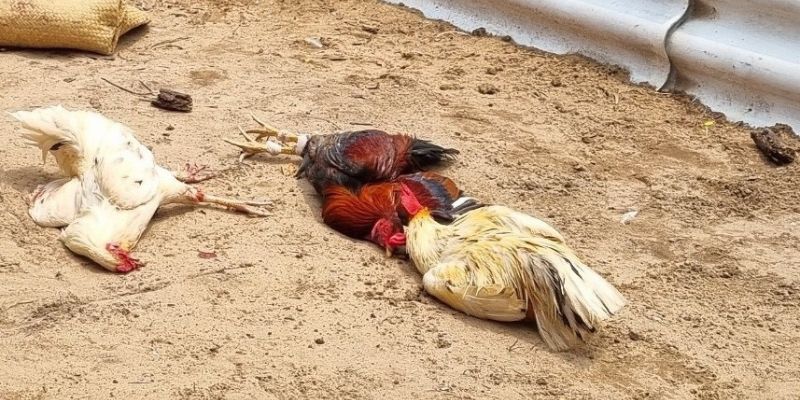 Congaden đá gà campuchia trực tiếp hấp dẫn người chơi