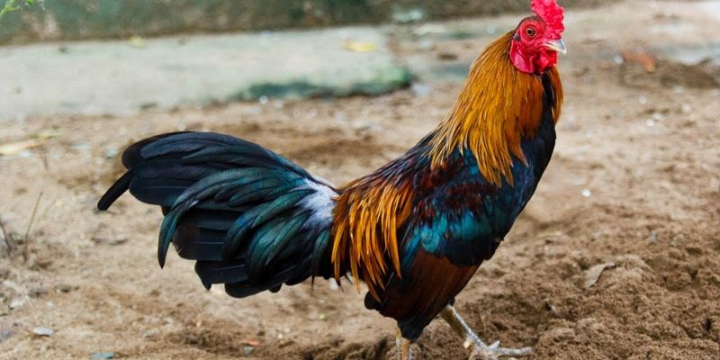 Congaden đá gà miền tây được nhiều người tham gia