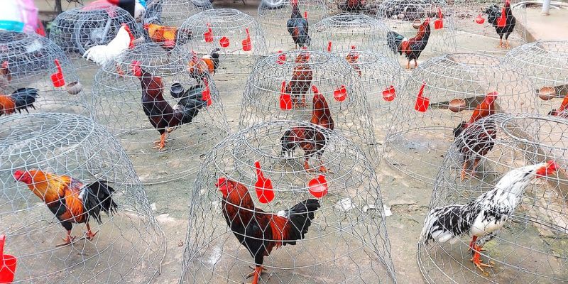 Ưu điểm chỉ có tại Congaden