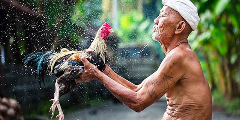 Hàng loạt thế mạnh mà Congaden đang sở hữu