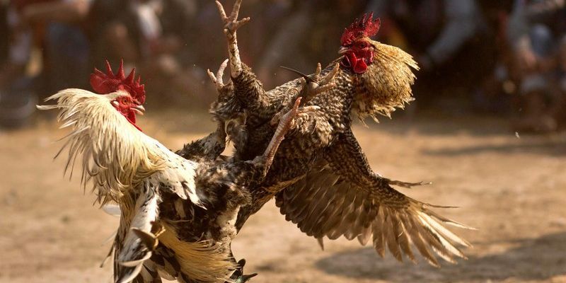 Congaden đá gà trực tuyến xứng đáng để bạn tham gia