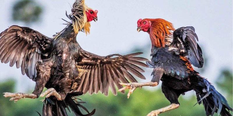 Trải nghiệm tuyệt vời trên nhà cái Congaden