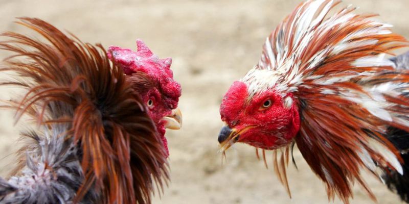 Ưu điểm khi tham gia nhà cái Congaden