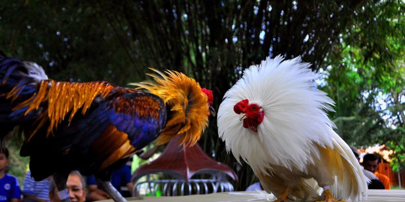 Mẹo chơi đá gà ăn tiền thật hiệu quả