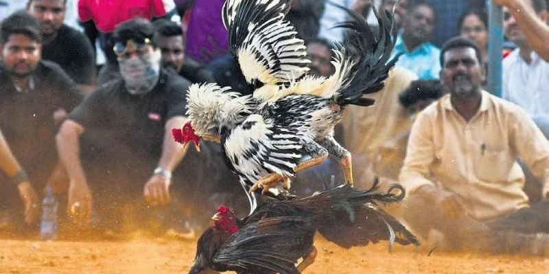 Đá gà congaden đem tới những trận đấu mãn nhãn người xem