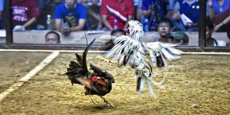 Đăng ký Congaden tặng 150K liền tay cho thành viên mới