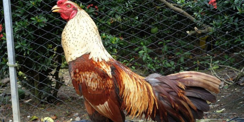 Đăng ký Congaden tham gia trải nghiệm kho trò chơi hấp dẫn