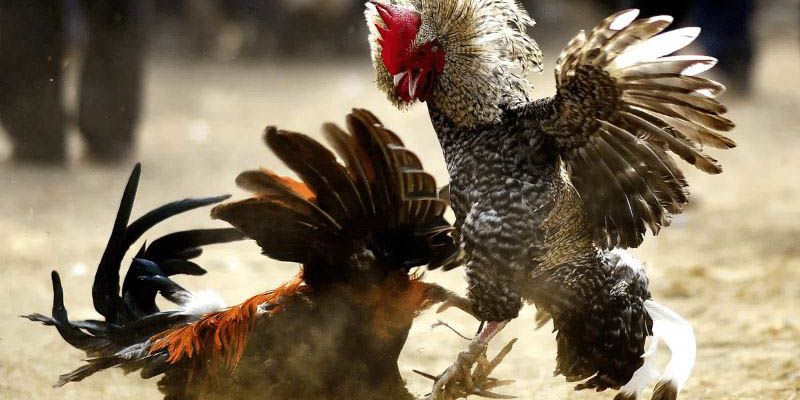 Đăng nhập Congaden chỉ với vài thao tác đơn giản