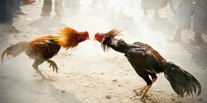 Cách khắc phục khi không đăng nhập được nhà cái