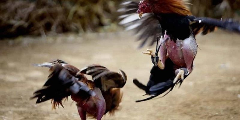 Tân thủ nhận ngay khuyến mãi Congaden 150k