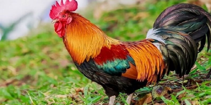 Nắm rõ 1 số kinh nghiệm trước khi chơi để giành chiến thắng