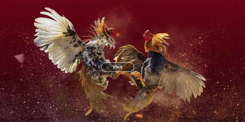 Hướng dẫn cách nạp tiền vào tài khoản cá cược tại Congaden