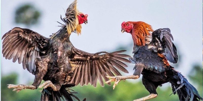 Quá trình nạp tiền Congaden vô cùng đơn giản