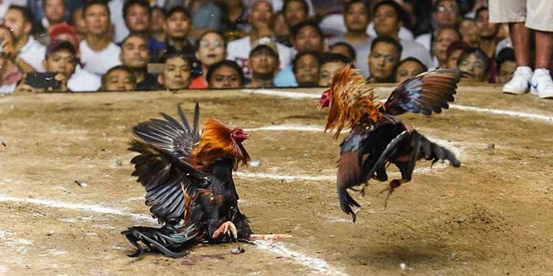 Tiêu chí để lựa chọn 1 nhà cái đá gà hợp pháp