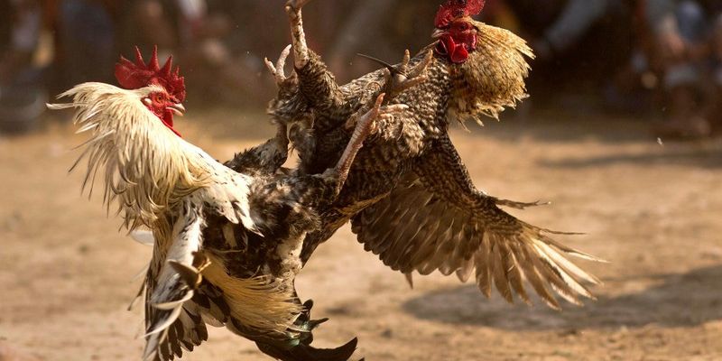 Xem trực tuyến đá gà mãn nhãn