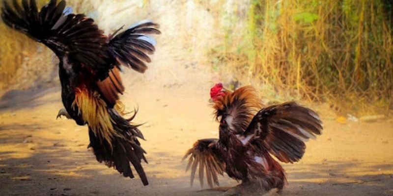 Xem đá gà trực tiếp congaden miễn phí, chất lượng cao