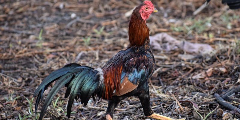 Có vô vàn lý do để người chơi xem đá gà tại congaden