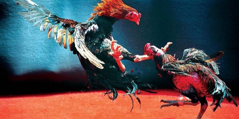 Congaden - địa chỉ lý tưởng để bạn tha hồ trải nghiệm