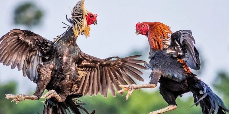 Xem đá gà trực tiếp tốc độ cao mãn nhãn người chơi